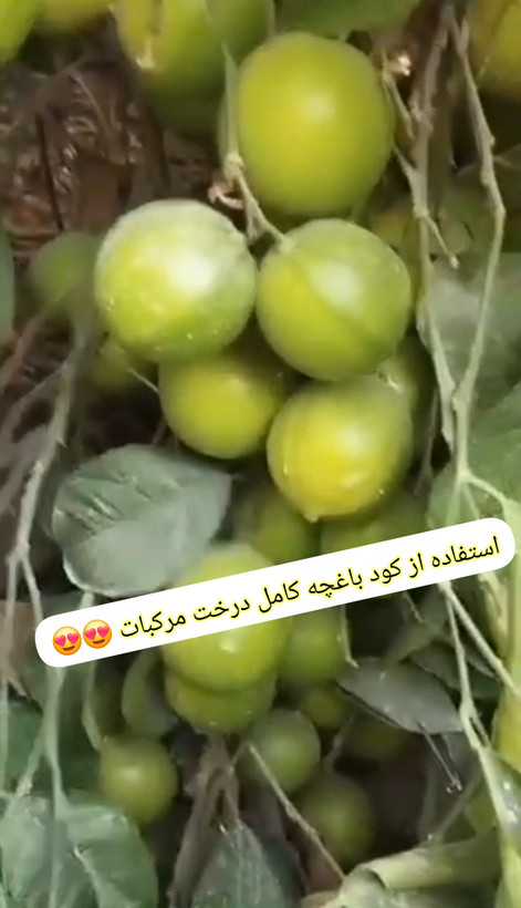 کود باغچه کامل پلت یک کیلویی